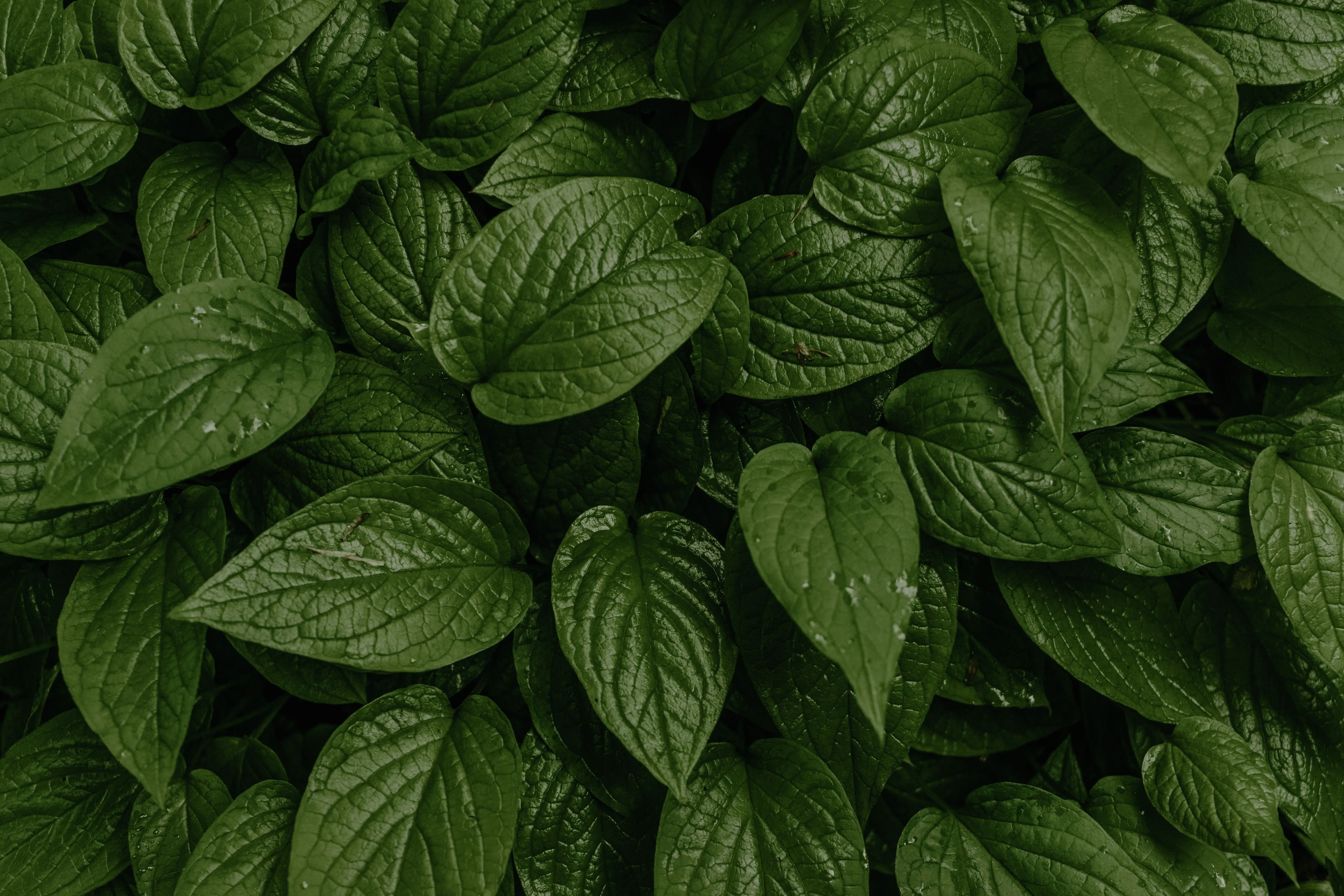 Horny Goat Weed (Icariin)